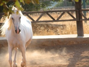 Arabian horse | Scottsdale, AZ