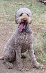 Bear - Snack Procurement & Motivation Specialist