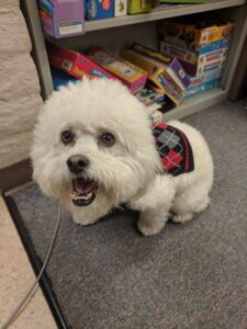 Baxter - Chief Snuggle Officer (CSO)