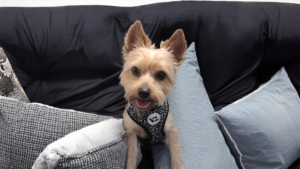   Sammy - Director of First Impressions